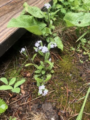 Plagiobothrys scouleri