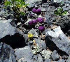 Calceolaria arachnoidea