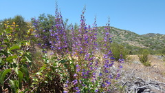 Penstemon spectabilis spectabilis