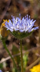 Jasione blepharodon