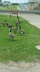 Branta canadensis