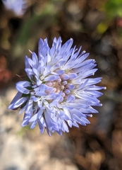 Jasione blepharodon