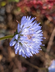 Jasione blepharodon