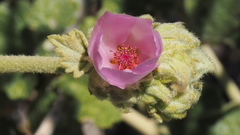 Malacothamnus enigmaticus