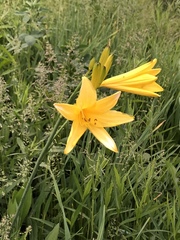 Hemerocallis lilioasphodelus