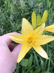 Hemerocallis lilioasphodelus