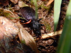 Cychrus attenuatus
