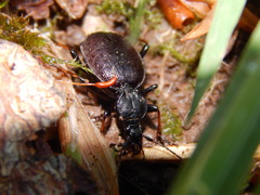 Cychrus attenuatus