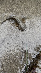 Clinocottus recalvus