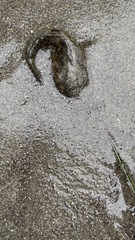 Clinocottus recalvus