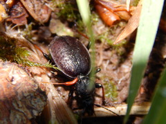 Cychrus attenuatus