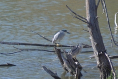 Nycticorax nycticorax
