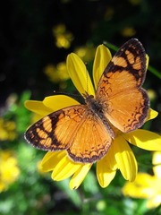 Tegosa claudina