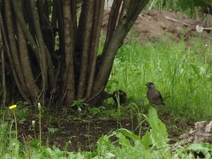 Spodiopsar cineraceus