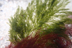 Bryopsis corticulans