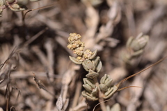 Atriplex watsonii