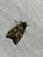 Cryphia fraudatricula