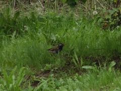 Spodiopsar cineraceus