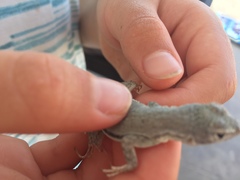 Microlophus peruvianus