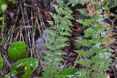 Myriopteris microphylla