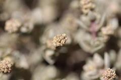 Atriplex watsonii