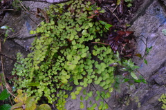 Adiantum tricholepis