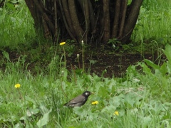 Spodiopsar cineraceus