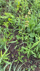 Heuchera richardsonii