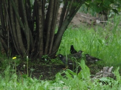 Spodiopsar cineraceus