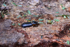 Odontotaenius