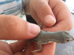 Microlophus peruvianus