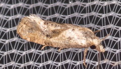 Platphalonidia