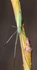 Tetragnatha viridis