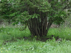 Spodiopsar cineraceus