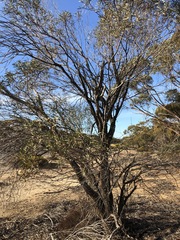 Myoporum platycarpum
