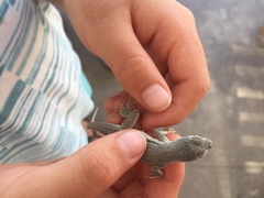 Microlophus peruvianus