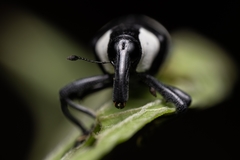 Peridinetus cretaceus