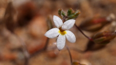 Nemacladus breviflorus