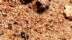 Nemacladus breviflorus