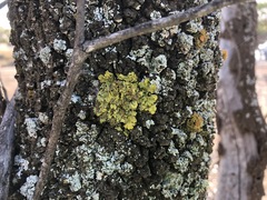 Myoporum platycarpum