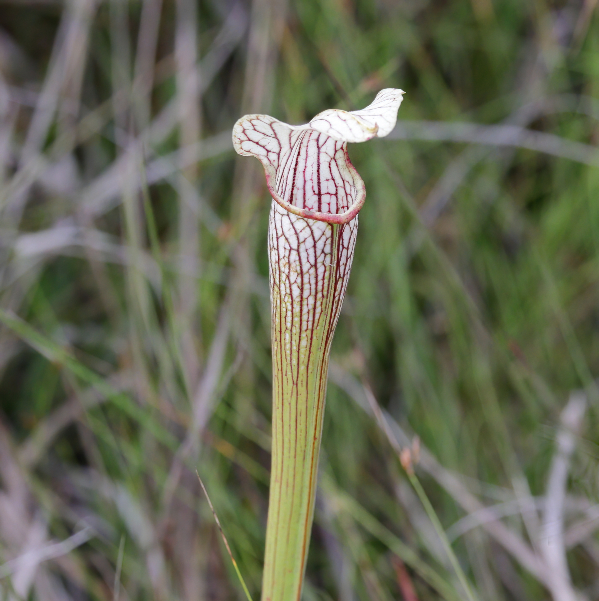 Sarracenia X areolata