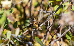 Epelis truncataria