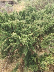 Juniperus monticola
