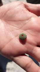 Lytechinus semituberculatus