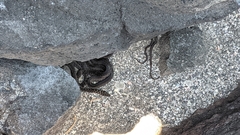 Pseudalsophis occidentalis