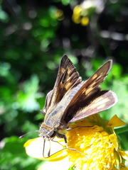 Hylephila phyleus