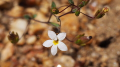 Nemacladus breviflorus