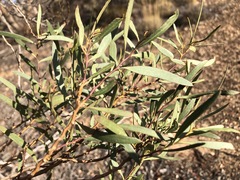 Myoporum platycarpum