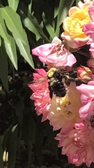Xylocopa tabaniformis