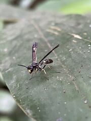 Polybioides melainus